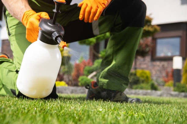 Best Mosquito Control Services  in Okolona, MS