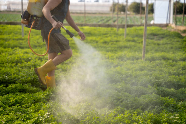 Best Pest Control Near Me  in Okolona, MS
