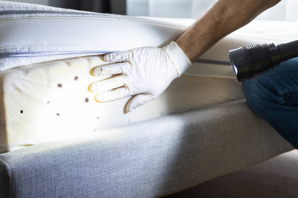 Best Best Pest Control Companies  in Okolona, MS