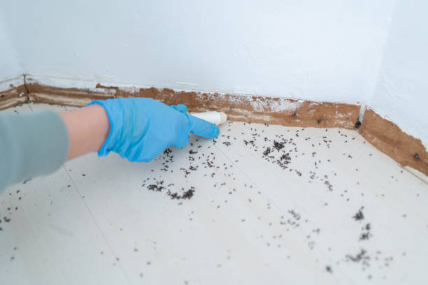 Best Ant Control Services  in Okolona, MS