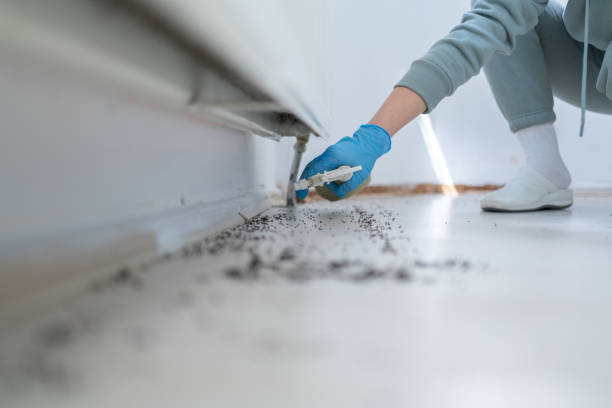 Best Flea Control Services  in Okolona, MS